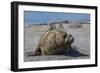 Charging Southern Elephant Seal Bull (Mirounga Leonina), St. Andrews Bay, South Georgia-Michael Nolan-Framed Photographic Print