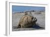 Charging Southern Elephant Seal Bull (Mirounga Leonina), St. Andrews Bay, South Georgia-Michael Nolan-Framed Photographic Print