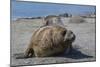 Charging Southern Elephant Seal Bull (Mirounga Leonina), St. Andrews Bay, South Georgia-Michael Nolan-Mounted Photographic Print