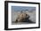 Charging Southern Elephant Seal Bull (Mirounga Leonina), St. Andrews Bay, South Georgia-Michael Nolan-Framed Photographic Print