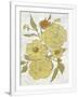 Gramercy White