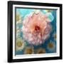 Charismatic Soft Pink Dahlia with Orchid and Daisy-Alaya Gadeh-Framed Photographic Print