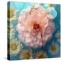 Charismatic Soft Pink Dahlia with Orchid and Daisy-Alaya Gadeh-Stretched Canvas