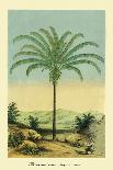 Palm Tree - South American Attalea Maripa - Vintage Botanical Illustration, 1854-Charles Antoine Lemaire-Art Print