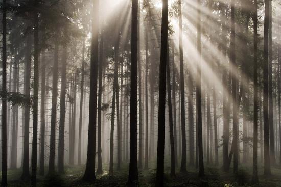 Premium Photographic Print, , large