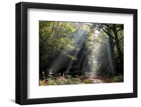 Premium Photographic Print, , large