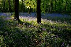 Bluebell forest-Charles Bowman-Photographic Print
