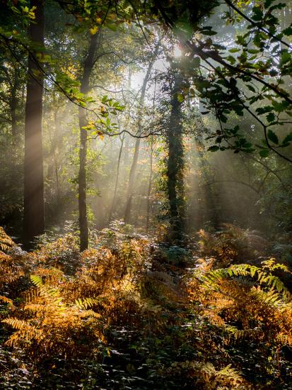 Premium Photographic Print, , large