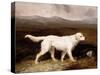 Charles Brett's White English Setter 'sam' in a Moorland Landscape, 1836-Abraham Cooper-Stretched Canvas