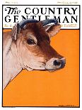 "Cow Chewing Corn Stalk," Country Gentleman Cover, November 17, 1923-Charles Bull-Giclee Print