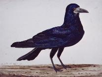 A Rook-Charles Collins-Giclee Print