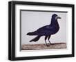 Chelsea Black