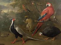 Pheasant, Macaw, Monkey, Parrots and Tortoise-Charles Collins-Giclee Print