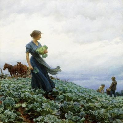 The Cabbage Field, 1914