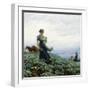 White Frame