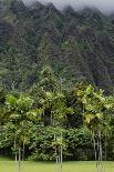 Cliffs of Koolau Mountains Above Palm Trees, Oahu, Hawaii, USA-Charles Crust-Photographic Print