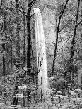 Latourell Falls, Columbia River Gorge National Scenic Area, Oregon, USA-Charles Crust-Stretched Canvas