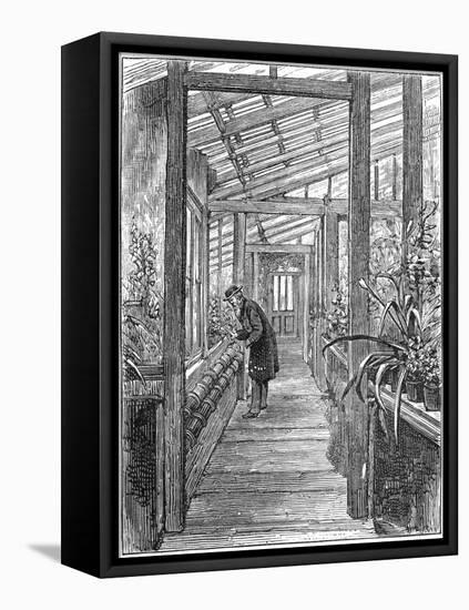 Charles Darwin (1809-188), English Naturalist, in His Greenhouse-null-Framed Stretched Canvas