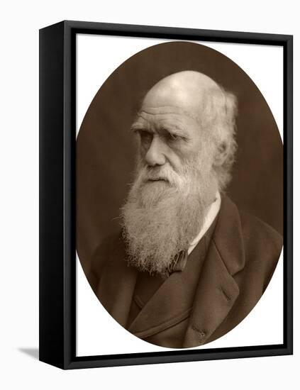 Charles Darwin, 1878-Lock & Whitfield-Framed Stretched Canvas