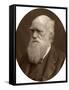 Charles Darwin, 1878-Lock & Whitfield-Framed Stretched Canvas