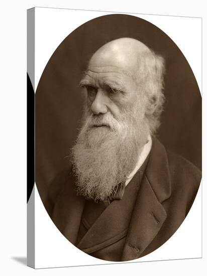Charles Darwin, 1878-Lock & Whitfield-Stretched Canvas