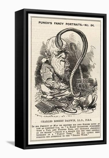 Charles Darwin, after Charting the "Descent of Man" He Goes Even Lower and Studies Worms-null-Framed Stretched Canvas