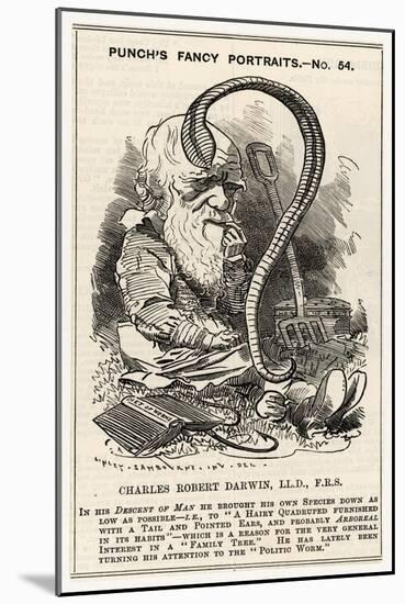 Charles Darwin, after Charting the "Descent of Man" He Goes Even Lower and Studies Worms-null-Mounted Art Print