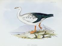 Anser Melanopterus, from 'The Zoology of the Voyage of H.M.S. Beagle 1832-36'-Charles Darwin-Giclee Print