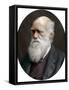 Charles Darwin, British Naturalist, 1878-Lock & Whitfield-Framed Stretched Canvas