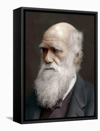 Charles Darwin, British Naturalist, 1878-Lock & Whitfield-Framed Stretched Canvas