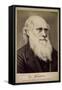 Charles Darwin, British Naturalist, C1860S-C1870S-Ernst Hader-Framed Stretched Canvas