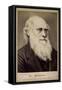 Charles Darwin, British Naturalist, C1860S-C1870S-Ernst Hader-Framed Stretched Canvas