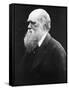 Charles Darwin, C.1870 (B/W Photo)-Julia Margaret Cameron-Framed Stretched Canvas