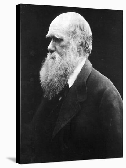 Charles Darwin, C.1870 (B/W Photo)-Julia Margaret Cameron-Stretched Canvas