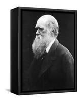 Charles Darwin, C.1870 (B/W Photo)-Julia Margaret Cameron-Framed Stretched Canvas