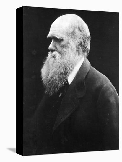 Charles Darwin, C.1870 (B/W Photo)-Julia Margaret Cameron-Stretched Canvas