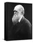 Charles Darwin, C.1870 (B/W Photo)-Julia Margaret Cameron-Framed Stretched Canvas