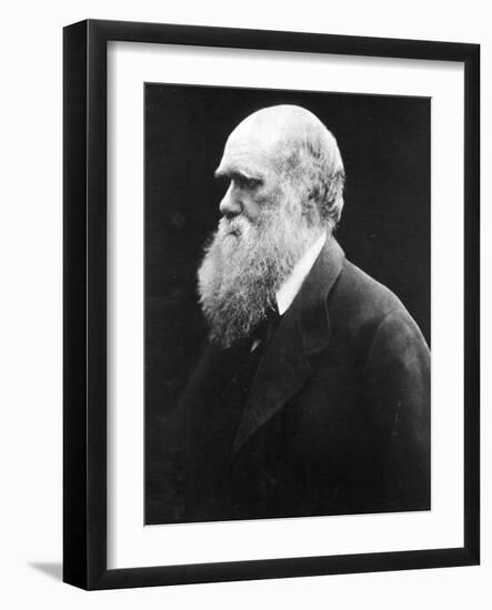 Charles Darwin, C.1870 (B/W Photo)-Julia Margaret Cameron-Framed Giclee Print