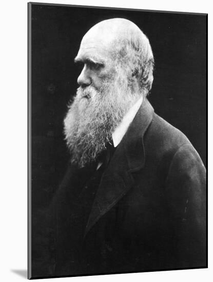 Charles Darwin, C.1870 (B/W Photo)-Julia Margaret Cameron-Mounted Giclee Print