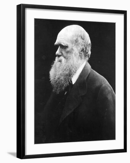 Charles Darwin, C.1870 (B/W Photo)-Julia Margaret Cameron-Framed Giclee Print