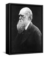 Charles Darwin, C.1870 (B/W Photo)-Julia Margaret Cameron-Framed Stretched Canvas