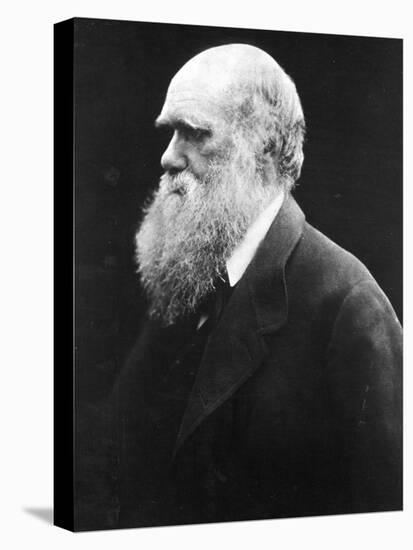 Charles Darwin, C.1870 (B/W Photo)-Julia Margaret Cameron-Stretched Canvas