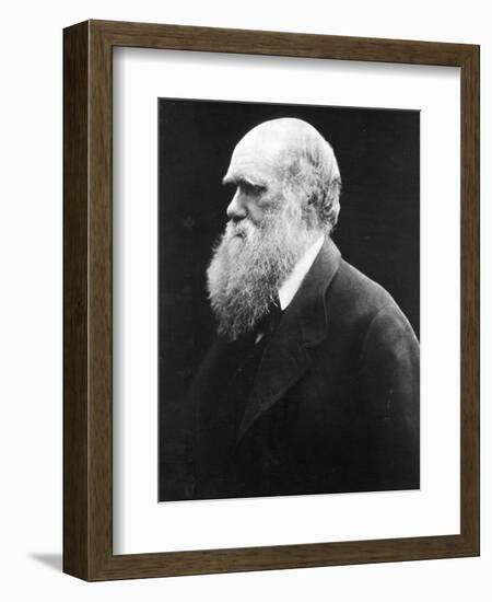 Charles Darwin, C.1870 (B/W Photo)-Julia Margaret Cameron-Framed Giclee Print