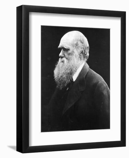 Charles Darwin, C.1870 (B/W Photo)-Julia Margaret Cameron-Framed Giclee Print