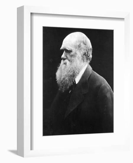 Charles Darwin, C.1870 (B/W Photo)-Julia Margaret Cameron-Framed Premium Giclee Print