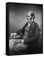 Charles Darwin (Engraving)-Maull & Fox-Framed Stretched Canvas