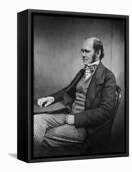 Charles Darwin (Engraving)-Maull & Fox-Framed Stretched Canvas
