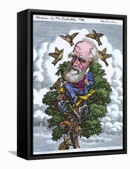 Charles Darwin In His Evolutionary Tree-Bill Sanderson-Framed Stretched Canvas