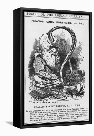 Charles Darwin, Punch's Fancy Portraits, Illustration from 'Punch' or 'The London Charivari', 1881-Edward Linley Sambourne-Framed Stretched Canvas