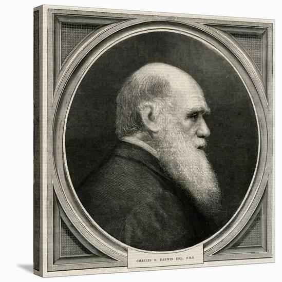 Charles Darwin-null-Stretched Canvas